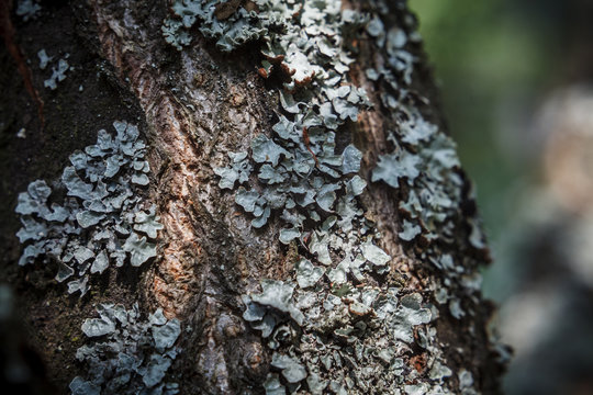 Lichen on the apple tree bark (Parmelia Sulcata)