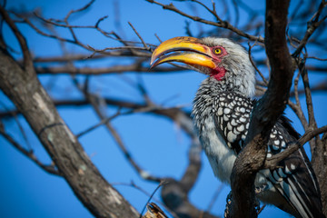Portrait of Southern yellow-billed hornbill perched on tree branch
