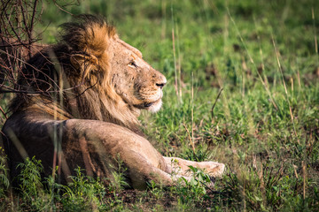 Portrait of male adult lion in early morning sunlight