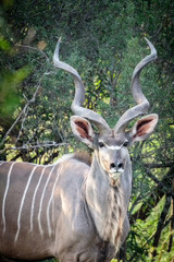 Naklejka na ściany i meble Portrait of adult male kudu antelope, on safari