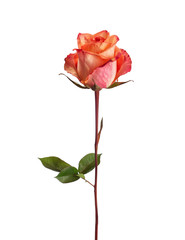 Obraz premium Orange rose isolated on white background. Focus on the center of flower