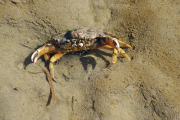 drohende krabbe am Strand