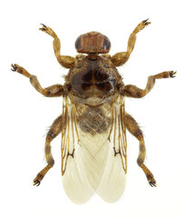 Louse fly Hippobosca equina
