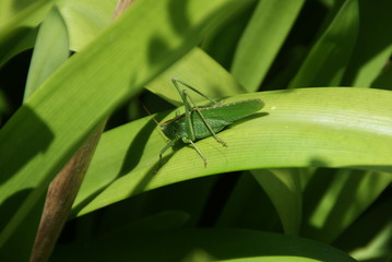 SONY DSC