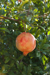 Pomegranate fruit. Organic fresh juicy product