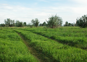 road on  green field
