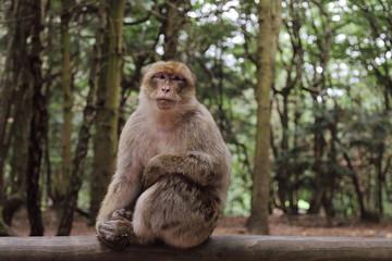 Naklejka na ściany i meble singe macaque de Barbarie