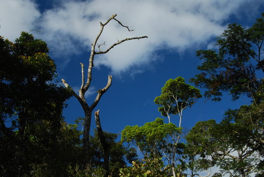 Arbres du Parc national d'Andasibe-Mantadia, Madagascar
