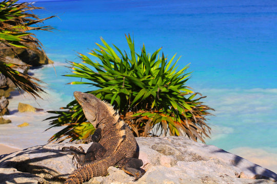 iguane 11102016