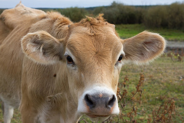Fototapeta premium Young dairy cow head. Farm, agriculture in village