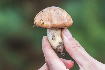 Female hands hold the mushrooms