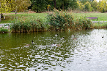 Wild duck swimming in a pond of the city park.