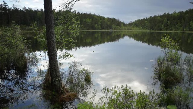 Peaceful lake in Sweden on a cloudy day at Tyresta National Park.
