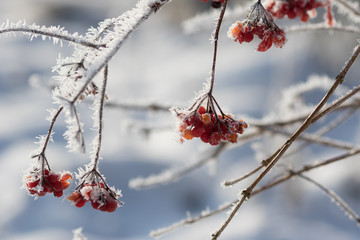 Vogelbeeren-Zweige mit Eiskristallen im Winter