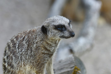 suricate