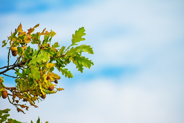Oak branch with acorns and leaves in autumn, nature background