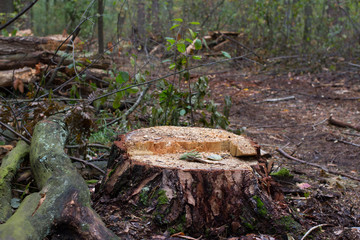Pine stump, result of tree felling. Total deforestation, cut forest