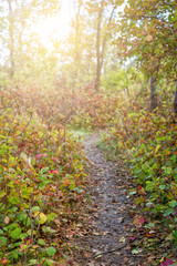 Beautiful romantic alley in a park with colorful trees