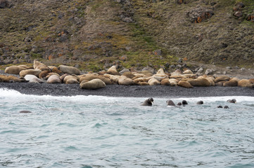 Walruses on the beach