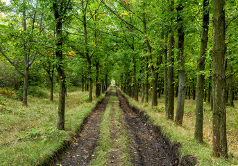 Fototapeta premium paved road in the autumn forest