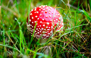 Fliegenpilz - Amanita muscaria