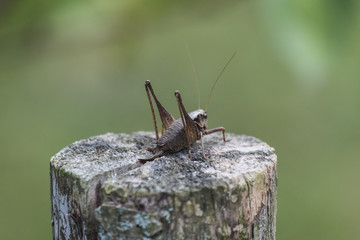 The female green grasshopper autumn on the stump
