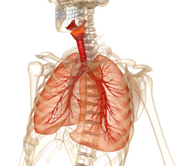 Human lungs, trachea and skeleton. Medically accurate 3D illustration