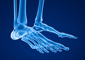 Human skeleton: skeletal foot. Medically accurate 3D illustration