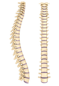 Spine anatomy , 3d render