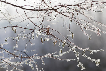 Zweige mit Eiskristallen im Winter