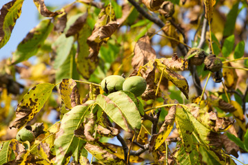 Autumn walnut tree with cracked open ripe fruits. Branch  green and yellow leaves