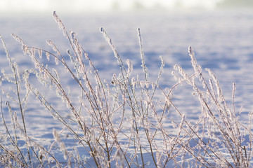 Zweige mit Eiskristallen im Winter