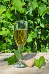glass of wine