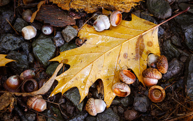 Oak leaf and acorns on the ground