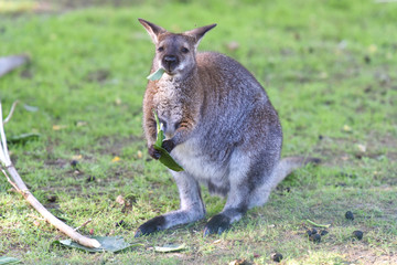 kangourou