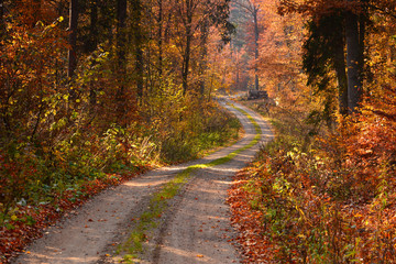 Road in sunny autumn forest