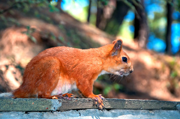 Squirrel red fur funny pets autumn forest on background wild nature animal thematic (Sciurus vulgaris, rodent)