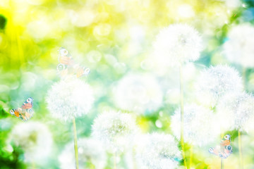 fluffy dandelion flowers on a background of the spring landscape
