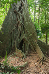 tropical jungles