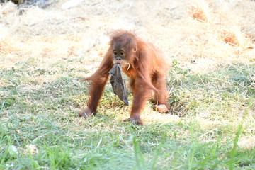 Naklejka premium orang outan