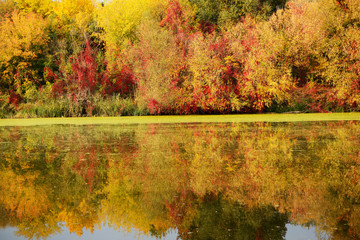 The autumn colors of trees near river, Bila Tserkva, Ukraine