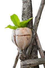 A coconut with a new orchid tree growing out of it isolated