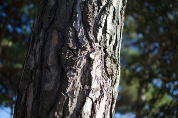 The texture of pine bark, with its cracks and irregularities, tells stories of resistance and time, while the scent of nature envelops the senses in a serene embrace, wild flora, Mediterranean forest