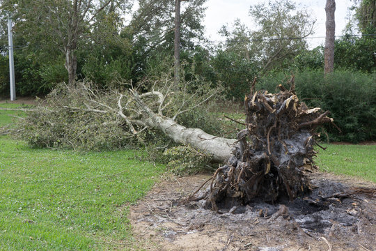 Fallen Tree During a Hurricane