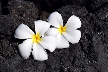 white plumeria flowers on black lava rock