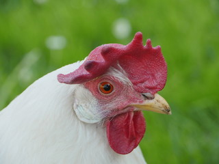 Close-up of white cock