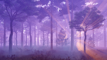 Fairytale woodland scenery. Misty pine forest with sun light rays and thick fog at sunset. 3D...