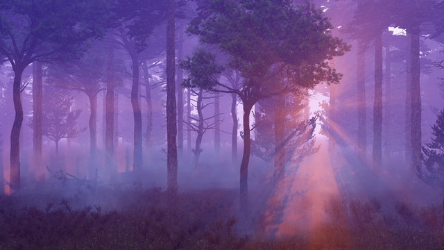 Fototapeta Scenic sunset in a misty pine forest with sun light rays shining through the trees at dawn or dusk. 3D illustration.