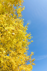 Yellowed tops of autumn forest trees with autumn golden leaves extending to the blue sky in day of fall - autumn landscape, lowest point shooting.