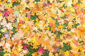 red and yellow decorative maple leafs fall backgrond
